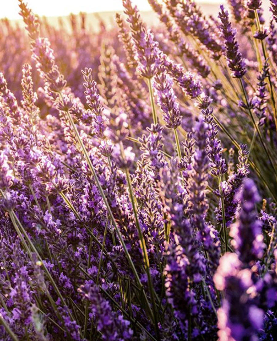 Lavender Linen Spray