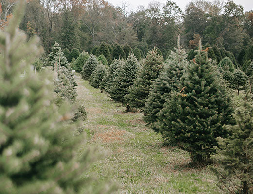 Tree Farm Car Diffuser
