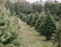Tree Farm Car Diffuser